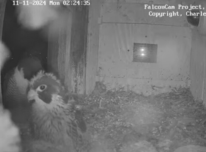 Screenshot_20241110_162452_Chrome