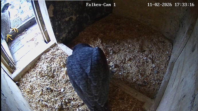 Screenshot_20260211_173319_Chrome