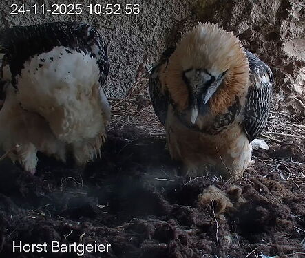 Snap_2025.11.24_10h54m02s_007_