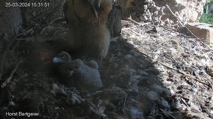 SnapShot-20240325_153200