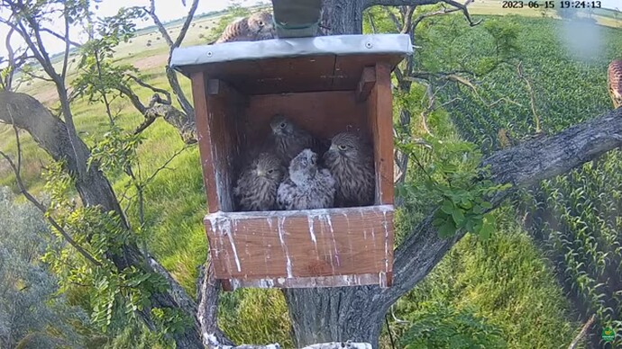 tfhu_230615_6c_2fledglings
