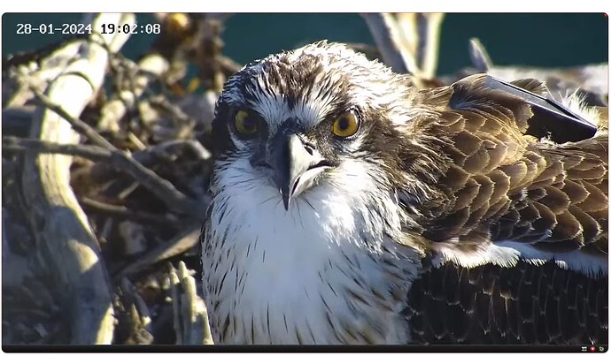 Screenshot 2024-01-28 111610