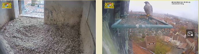 Snap_2024.11.08_08h05m43s_002_