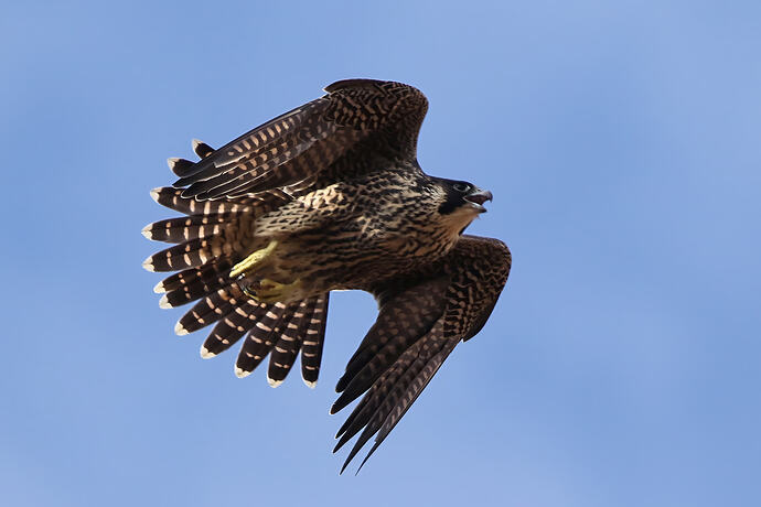 Jungfalke 5a