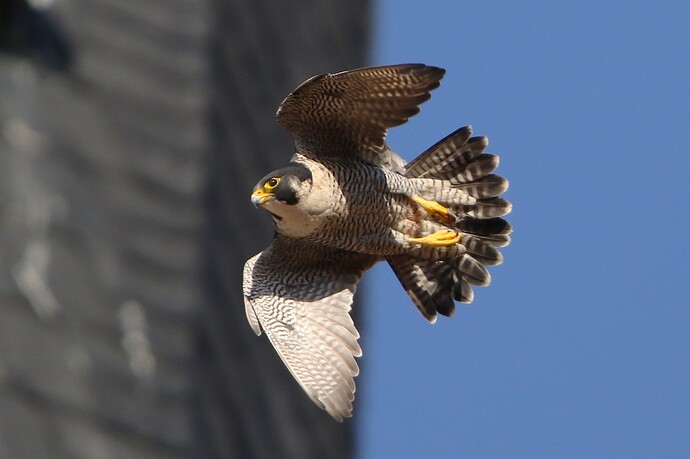 Falco 5