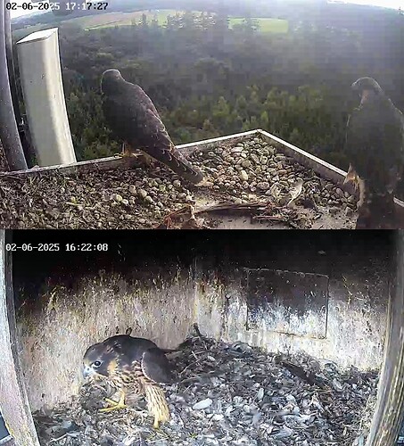 Screenshot_2025-06-02-17-17-22-009_com.android.chrome