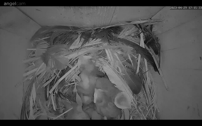 Screenshot_20230429-171558_Chrome