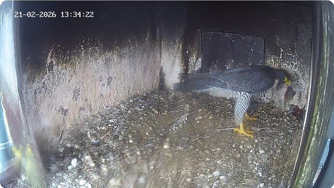 Screenshot_20260221_142341_Chrome