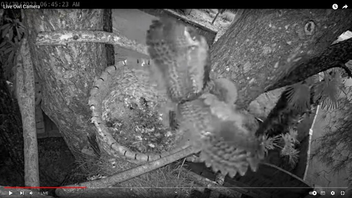GHO_230329_Owlets_leave