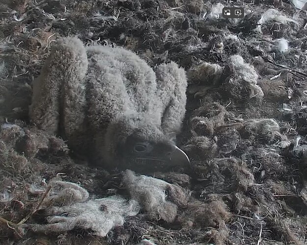 Langschläfer 31.03.24