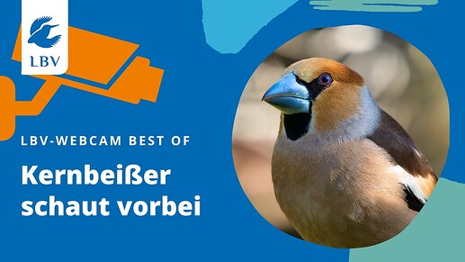 Kernbeißer schaut vorbei