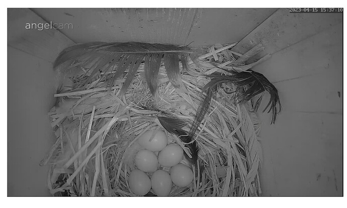 Screenshot_20230415_153731_Samsung Internet