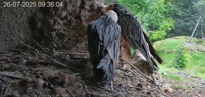 Zärtlichkeiten 26.07.25