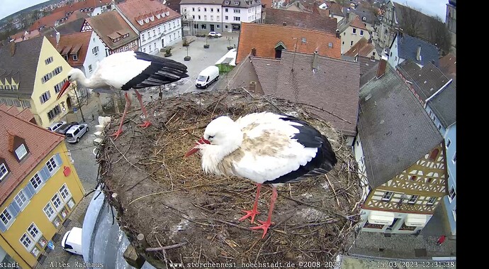 Bild