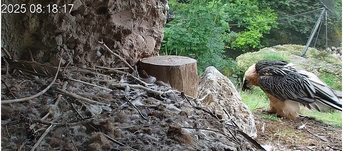 Essenslieferung 16.07.25