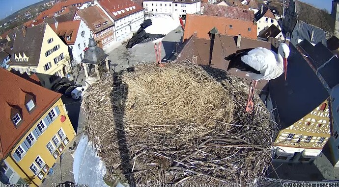 Bild