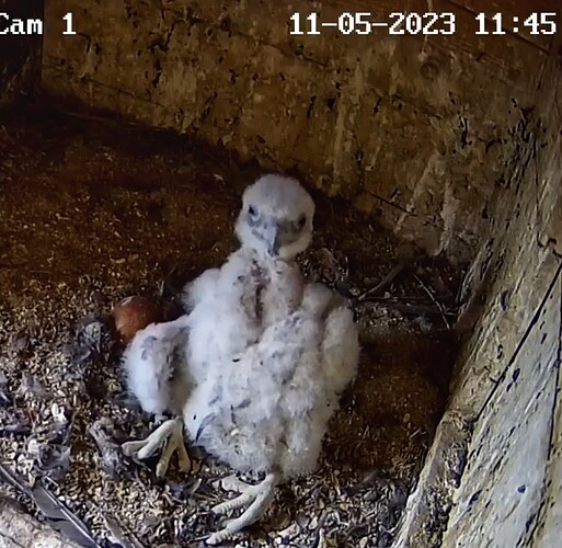 Screenshot_20230511-114525-01