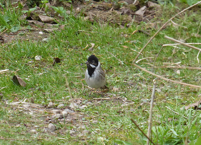 P1090637 - Kopie1