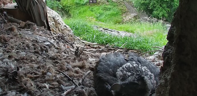 Barti wird müde 22.05.25