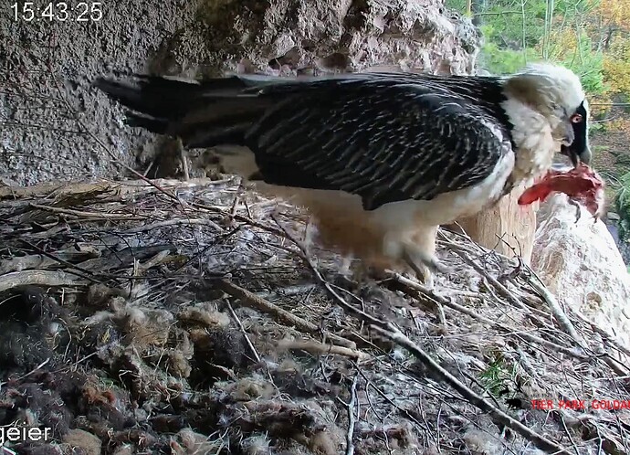 Screenshot_2025-11-05-15-44-28-531_com.android.chrome~2