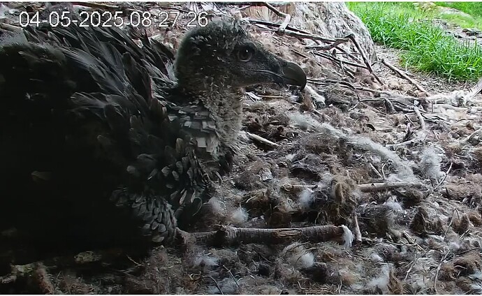 Barti begrüßt den Morgen 04.05.25