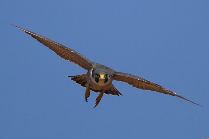 Falco Abflug 3