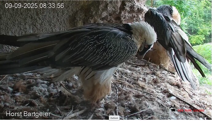 H verläßt Horst 09.09.25