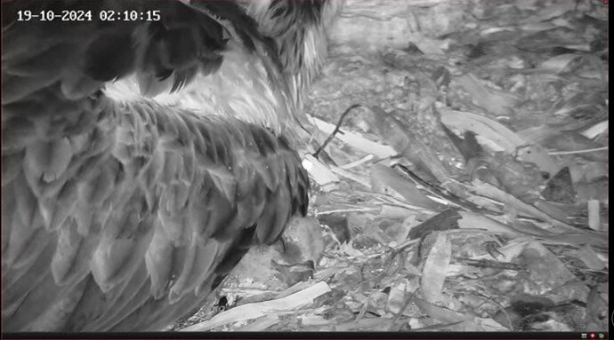 Screenshot_20241018_174023_YouTube