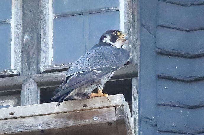 Falco abends 1a