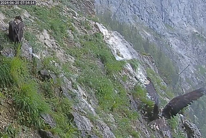 Vinz mit Flügeleinsatz 20.06.24