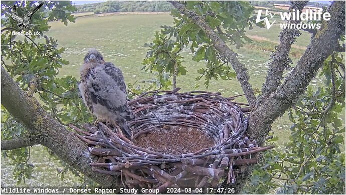 Screenshot 2024-08-04 192555