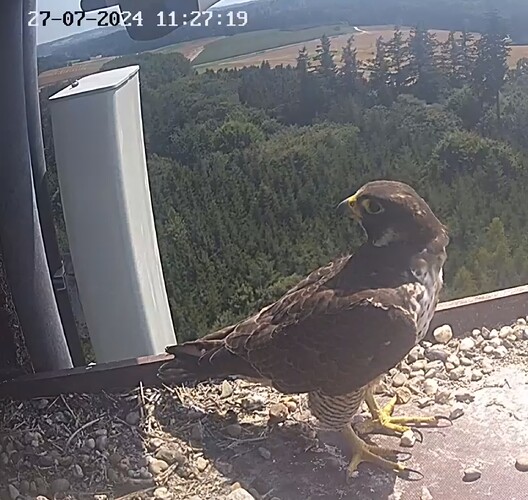 Screenshot_20240727_122556_Chrome