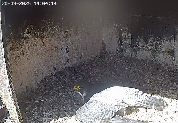 Screenshot_20250920_145958_Chrome