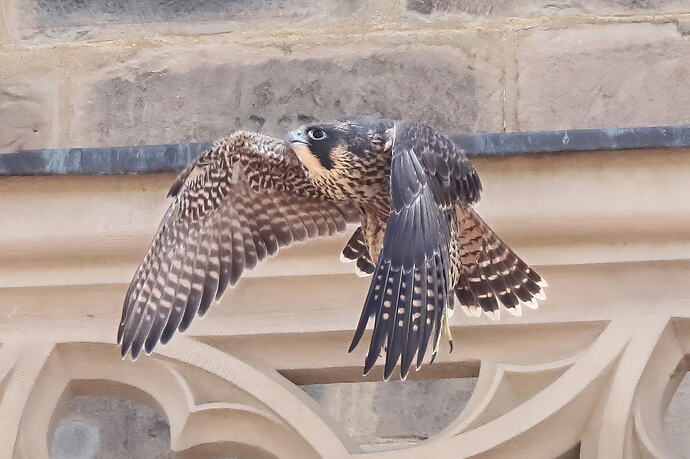 Jungfalke 4a