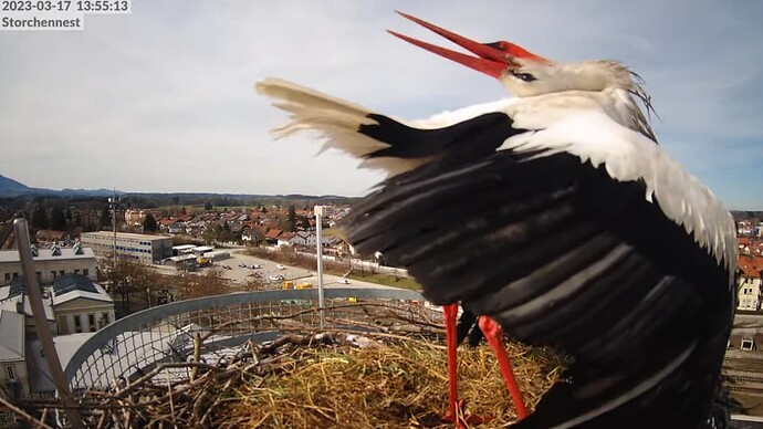 2023-03-17 14_05_25-LIVE Storchennest Freilassing - YouTube und 4 weitere Seiten - Persönlich – Micr