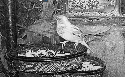 Spatz u. Maus 09.12.24