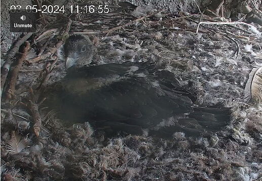 Snap_2024.05.03_11h18m02s_006_