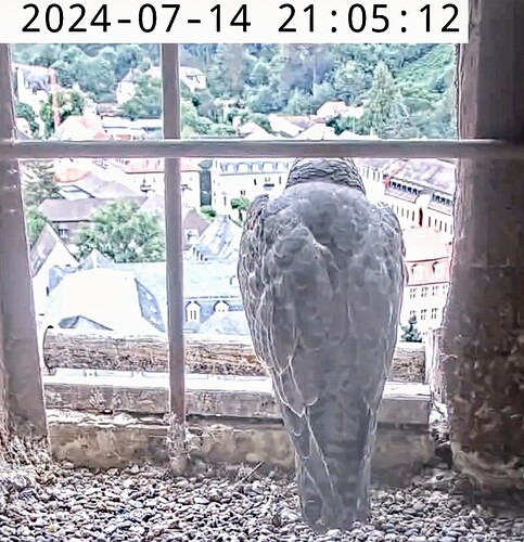 Screenshot_2024-07-14-21-02-30-626_com.android.chrome