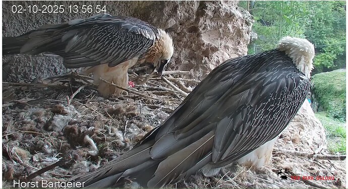 Screenshot_20251002-135813~2