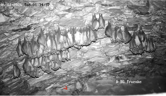 2026-01-06_1 ab 01.00 Langohr