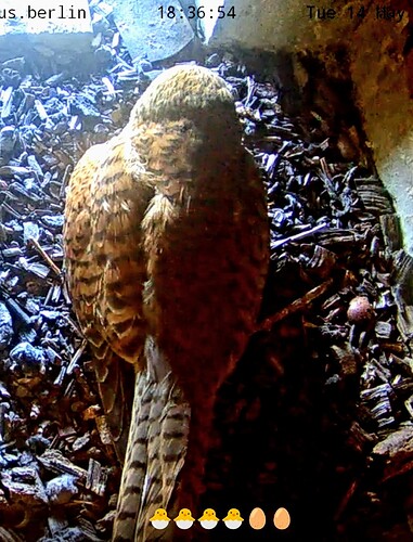 Screenshot_2024-05-14-18-37-24-929_com.android.chrome