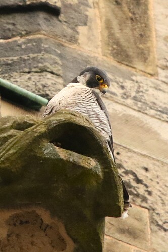 Falco am Wasserspeier