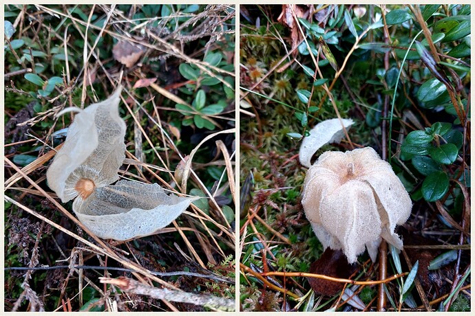 Collage_2022-11-08_10_56_40