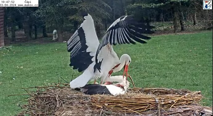 Screenshot_2024-04-03-11-27-15-765_com.google.android.youtube