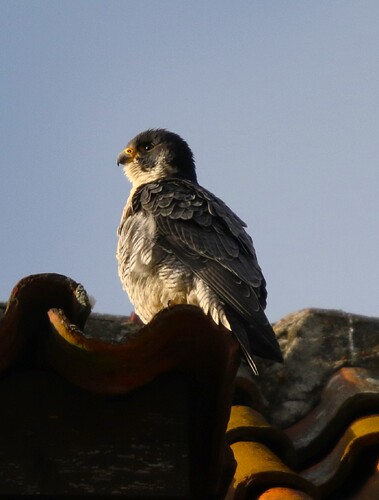 Falco in der Abendsonne