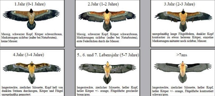 Altersbestimmung Bartgeier