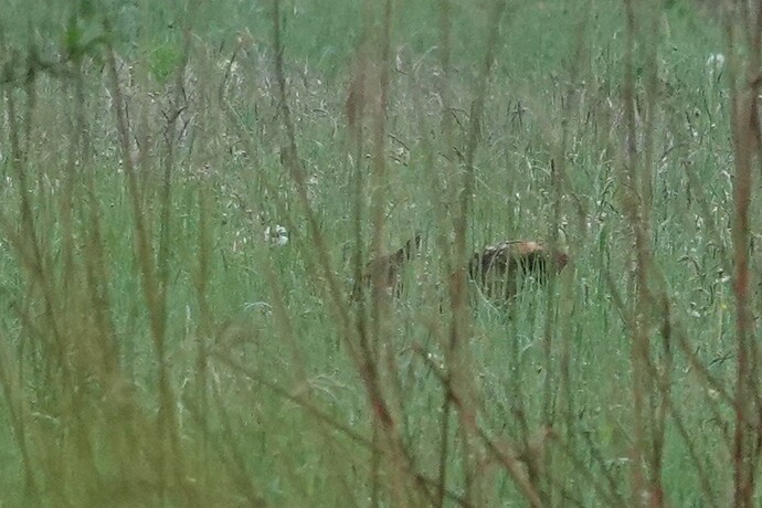 DSC04003