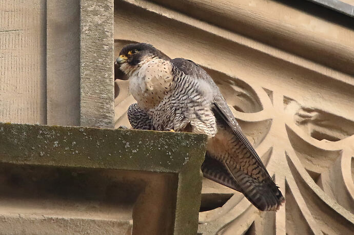 Wanda nachmittags 1a