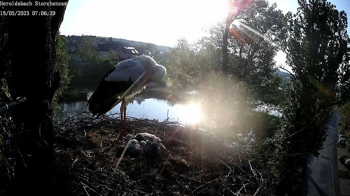 sonne