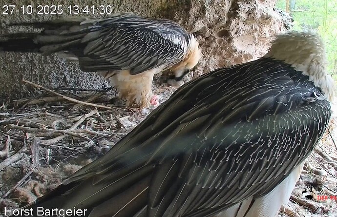 Screenshot_2025-10-27-13-42-34-205_com.android.chrome~2